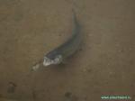 �����, ������ � ������.